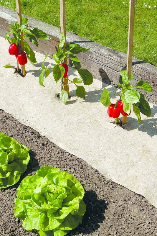 Paillage naturel 75 x 500 cm - pour jardin et potager 100% biodégradable - 500 g/m2