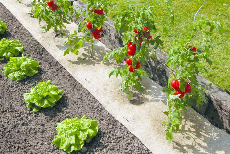 Paillage naturel pour jardin et potager 100% biodégradable - 50 x 300 cm - 500 g/m2