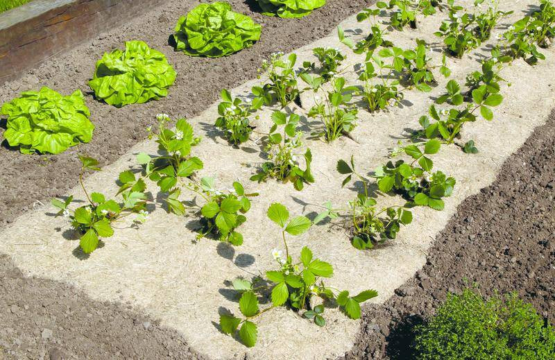 Paillage naturel 135 x 300 cm - pour jardin et potager 100% biodégradable - 750 g/m2
