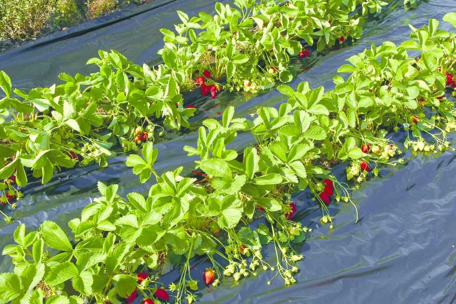 Film de paillage Fraisiers microperforé - PE 50% - 1,40 x 10 m
