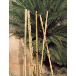 Tuteurs bambou décoratifs - Naturel - diam 60/70 x 2,4m - NORTENE 