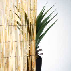 Canisse roseau beige, H.2 x L.3 m, 50% occultant - Centrale Brico