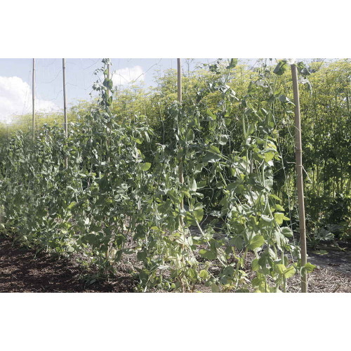 Filet à ramer Trellinet Bio en bio compostable - 1,85 x 10 m - Vert - NORTENE 