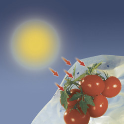 Housse de croissance tomate Tomatotube en film perforé jaune - avec liens - NORTENE 