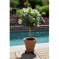 Roule plante extensible fer vieilli - 27-37 cm - Acier époxy - Louis Moulin