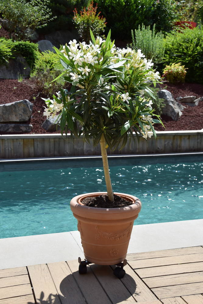 Roule-Plante Extensible 27-37cm Anthracite - Made In France, Support 75kg