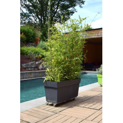 Roule-plantes ALU spécial bac - 70x30 cm - Aluminium - Louis Moulin