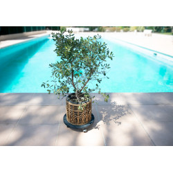 Roule plante BOIS rond anthracite - 37,5 cm - Bois - Louis Moulin