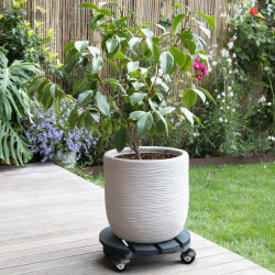 Roule-plante en bois rond anthracite "Basics" 30 cm - Louis Moulin