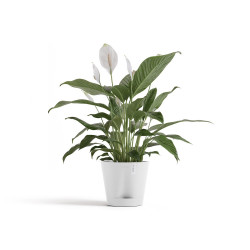 Pot Rond Venice 2 Blanc Pur + réservoir d'eau - Ø 20 x H. 17,5 cm - 4 L - ECOPOTS