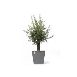 Grand pot sur roues Rotterdam 50 Gris - 50 x 50 x H. 49,2 cm - 76,3 L de marque ECOPOTS, référence: J7944400