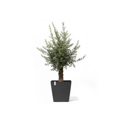 Grand pot sur roues Rotterdam 50 Gris Foncé - 50 x 50 x H. 49,2 cm - 76,3 L de marque ECOPOTS, référence: J7944500