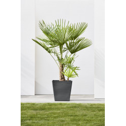 Grand pot sur roues Rotterdam 50 Gris Foncé - 50 x 50 x H. 49,2 cm - 76,3 L - ECOPOTS