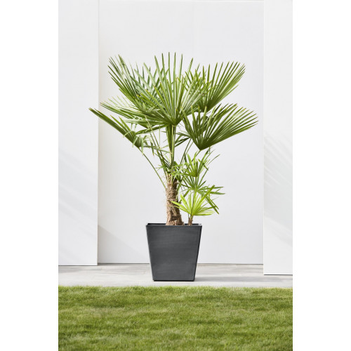 Grand pot sur roues Rotterdam 50 Gris Foncé - 50 x 50 x H. 49,2 cm - 76,3 L - ECOPOTS