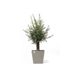 Grand pot sur roues Rotterdam 50 Taupe - 50 x 50 x H. 49,2 cm - 76,3 L de marque ECOPOTS, référence: J7944600