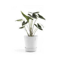 Soucoupe à roulette 50 Pure White - ECOPOTS