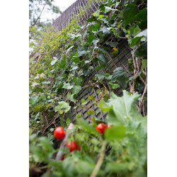 Treillage extensible droit en bois JANY TRADITION, l.200 x H.100 x P.3 cm de marque Jany, référence: J9101300