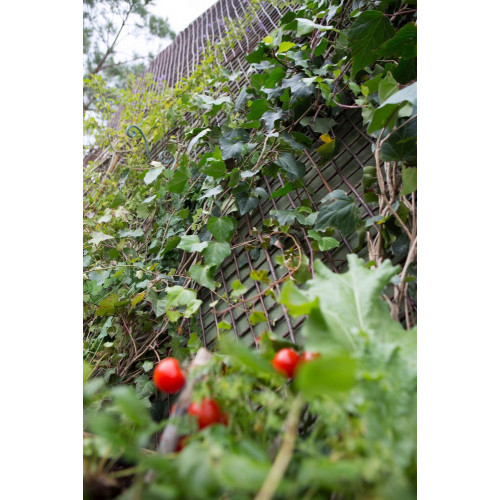 Treillage extensible droit en bois JANY TRADITION, l.200 x H.100 x P.3 cm - Jany