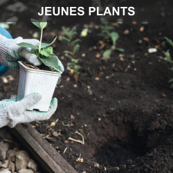 Tarière thermique, SCHEPPACH, 52 CC - SCHEPPACH