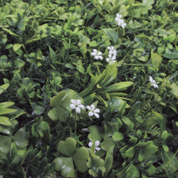 Jardin vertical synthétique Jasmin 1 x 1 m - feuillage fleuri - anti-UV - NORTENE 