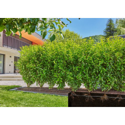 Kit d'initiation 25 m de tuyau à goutteurs incorporés et bouchon fin de ligne pour plantes - GARDENA