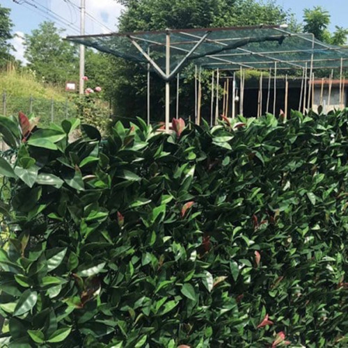Feuillage artificiel - imitation Photinia - 1 x 1 m - occultation 90 % - clips intégrés - Lm Green