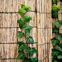 Canisse naturelle en paillon - 1 x 5 m - fil de coton - occultation 75 % - Lm Green