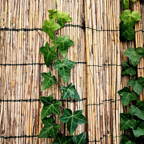 Canisse naturelle en paillon - 1 x 5 m - fil de coton - occultation 75 % - France Green