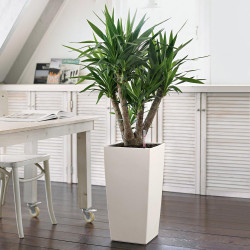 Cubico Color 30 - kit complet, blanc 4 L 56 cm - LECHUZA