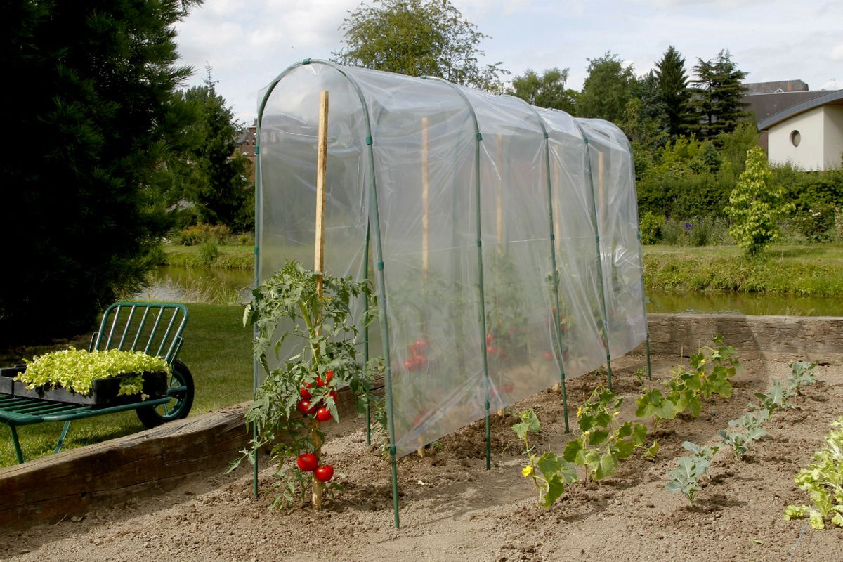 Film de forçage tunnel tomates " Tomato Film" - 5 x 3,50 m