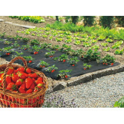 Film de paillage spécial fraises "Fresafilm" - 1,40 x 20 m de marque NORTENE , référence: J4682500