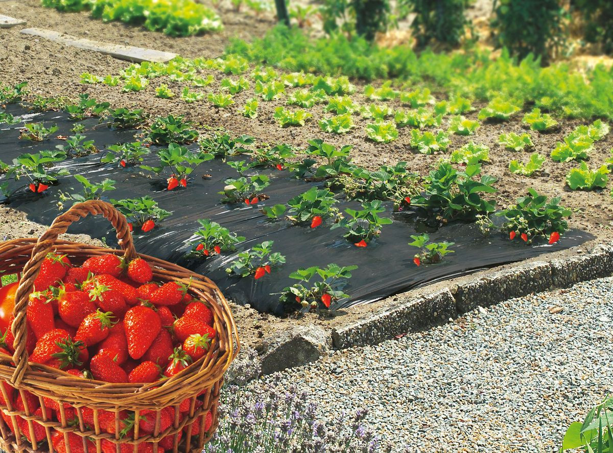 Film de paillage spécial fraises "Fresafilm" - 1,40 x 20 m