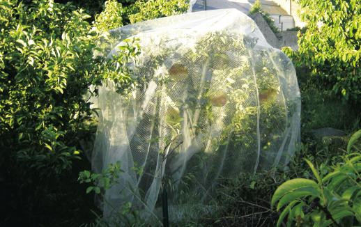 Filet de protection PROTECT FRUIT 5,2 x 5 m