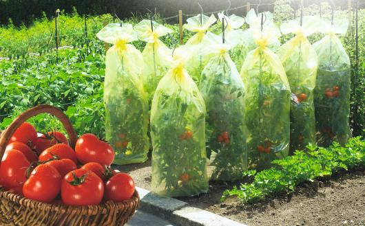 Housses de croissance TOMATOTUBE 0,6x10m