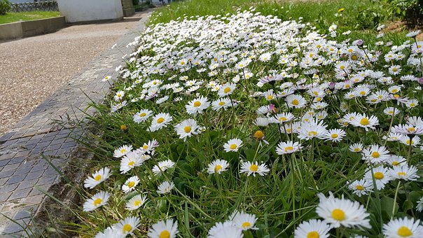 une bordure fleurie de jardin