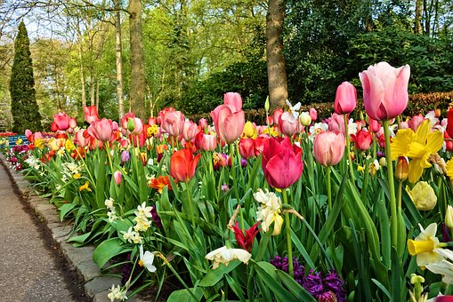 massif de fleurs et bordure de jardin