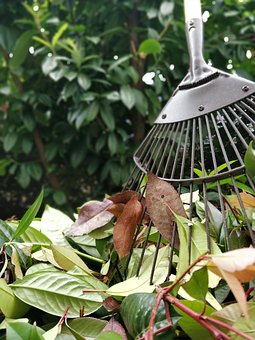 Homme Senior Avec Râteau Nettoyant Le Jardin Des Feuilles Mortes. Ratisser  Et Jardiner En Automne. Mettre La Feuille D'automne Dans Un Sac En  Plastique Pour Le Compostage Banque D'Images et Photos Libres