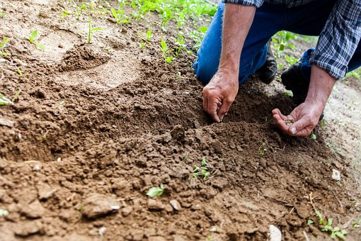 Quand faire les plantations ?