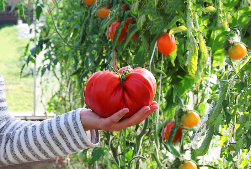 Culture de la tomate, l'incontournable du jardin potager : plantation,  entretien