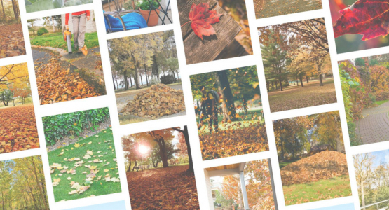 Zoom sur le Souffleur de Feuilles : L'Outil Indispensable pour un Jardin Propre 