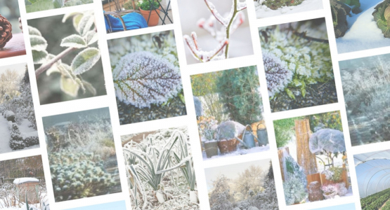 Comment protéger son jardin en hiver
