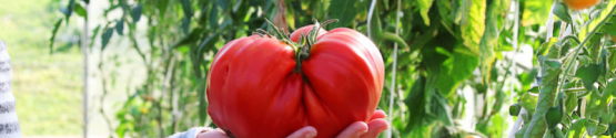 Quand planter les plants de tomates en pleine terre ?