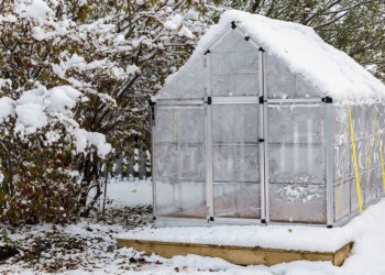 Guide pratique pour planter sous serre en hiver