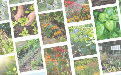 Utilisez des Plantes Compagnes pour Repousser les Insectes Nuisibles