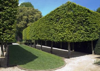 La bordure de jardin dessine, habille et protège les cultures