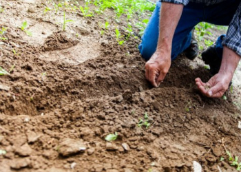 Quand faire les plantations ?