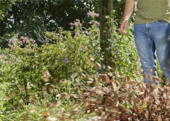 Quel outil choisir pour ramasser les feuilles mortes?