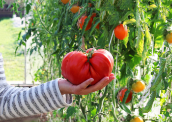 Quand planter les plants de tomates en pleine terre ?